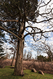 Red Cedar Avalon